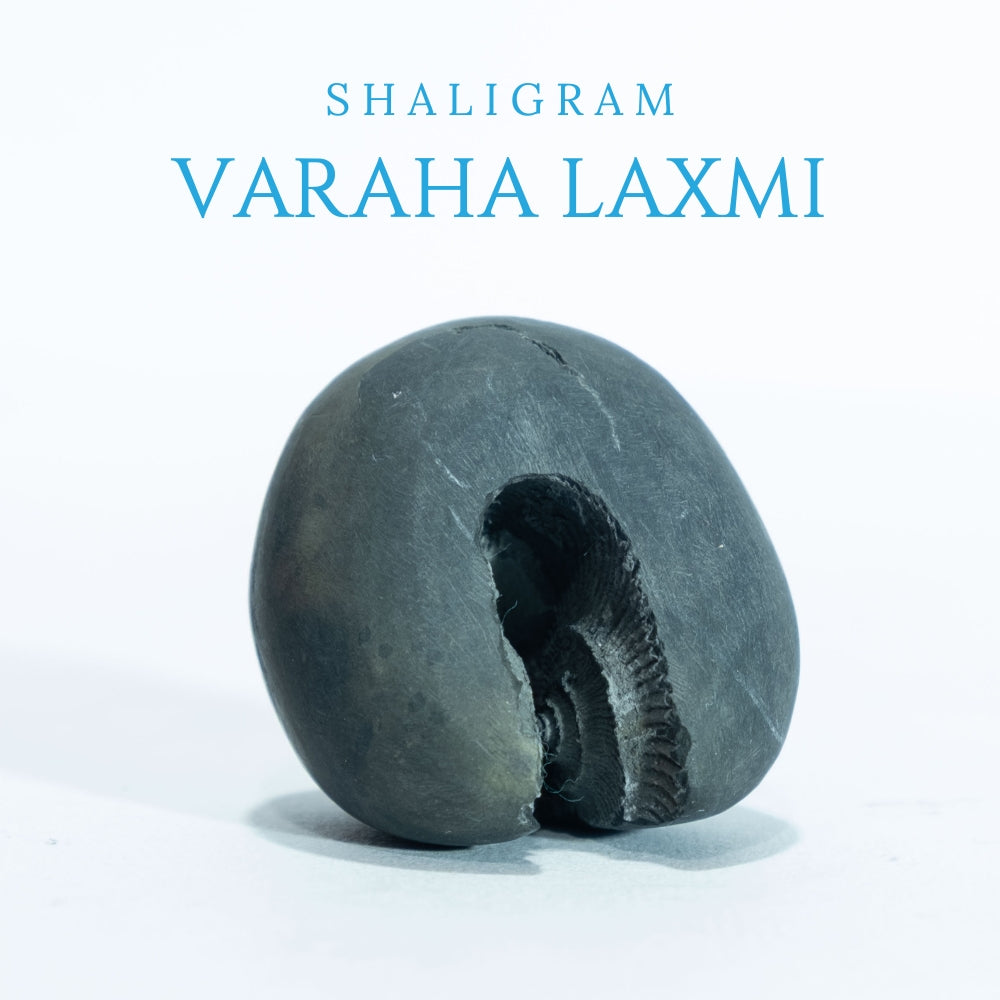 Varaha Laxmi - 1.5inch/ 55gm - vishnu laxmi shaligram