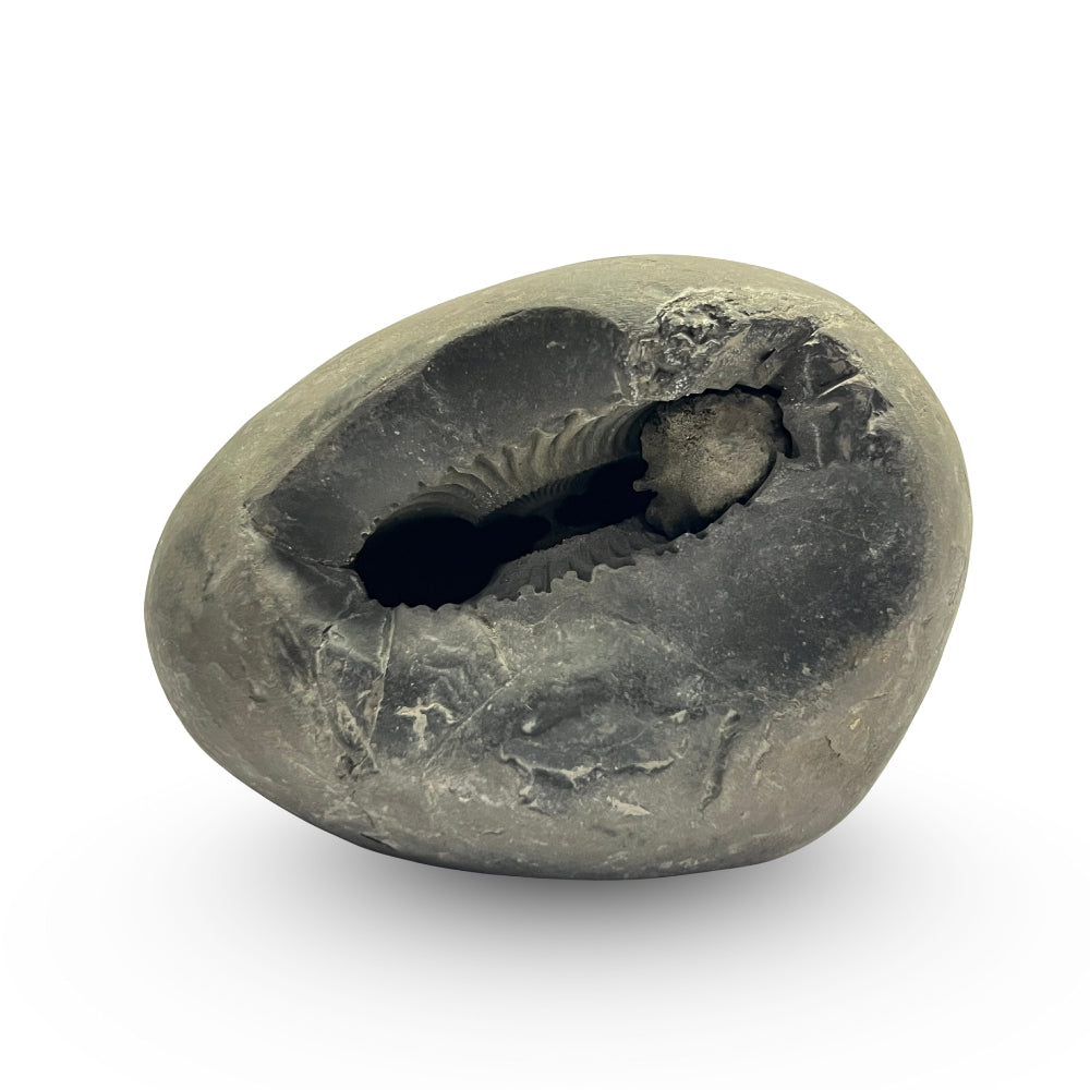 Ugra Narsimha Shaligram