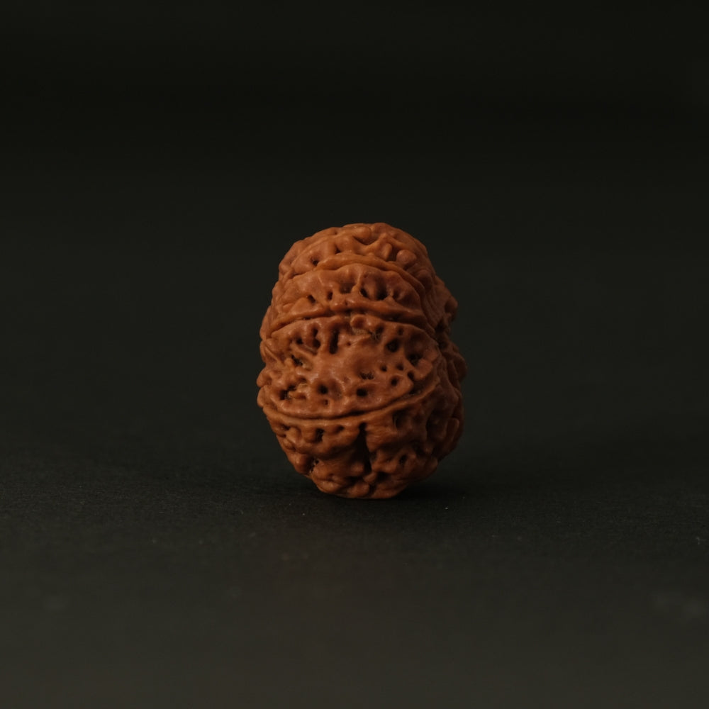 9 Mukhi Nepali Rudraksha – Original Bead