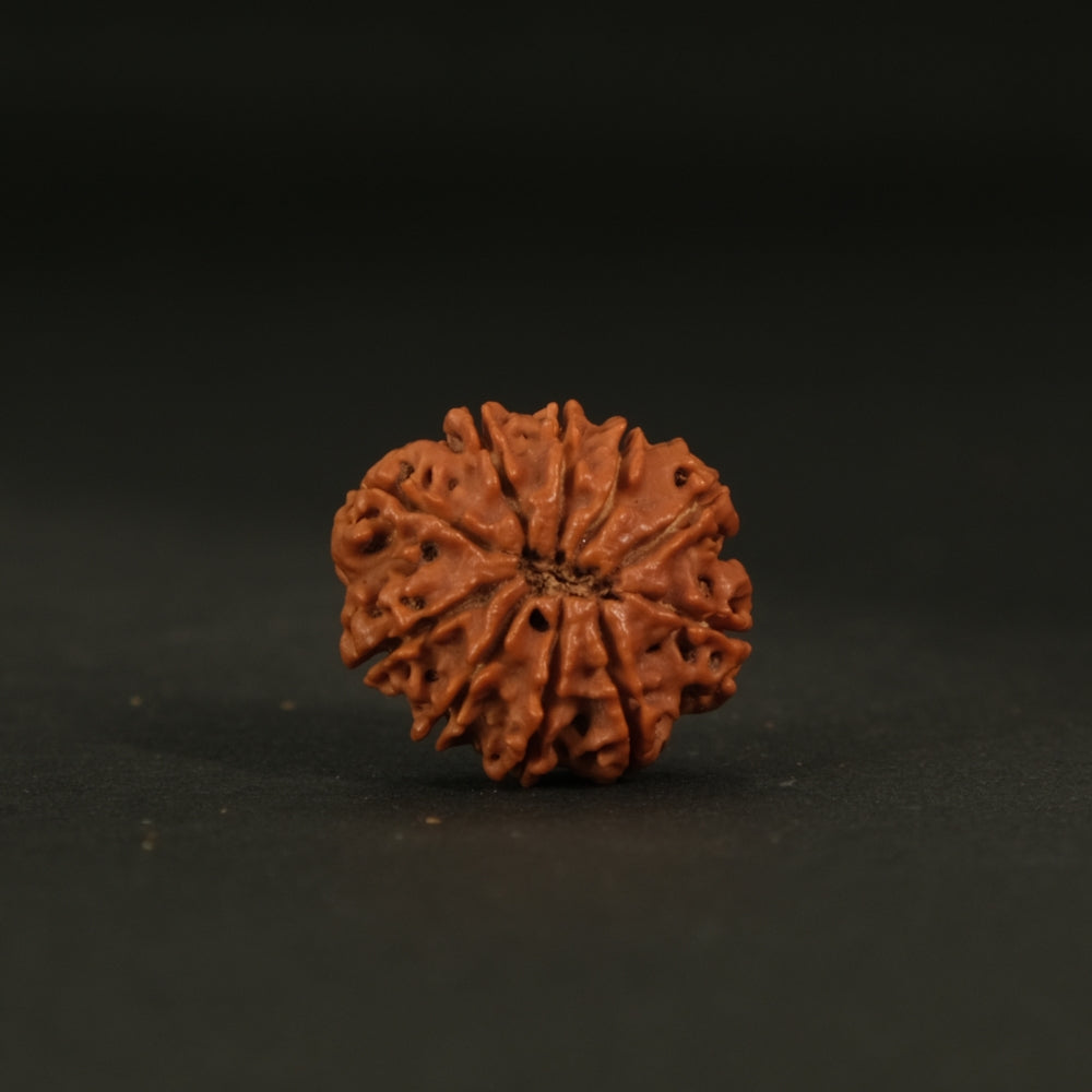 10 Mukhi Nepali Rudraksha – Original Bead