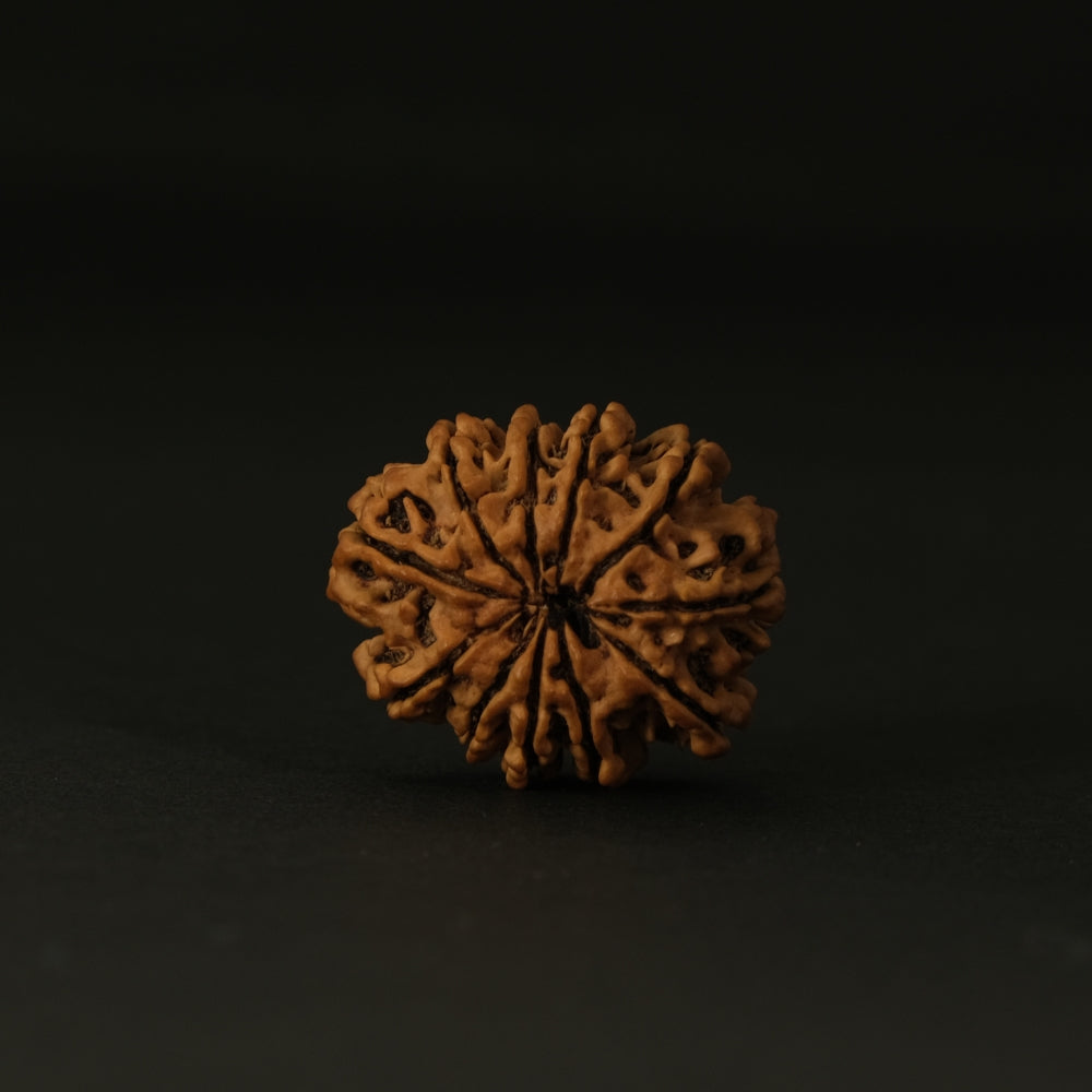 11 Mukhi Nepali Rudraksha – Original Bead
