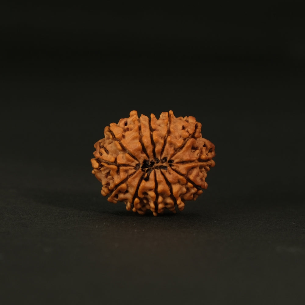 12 Mukhi Nepali Rudraksha – Original Bead