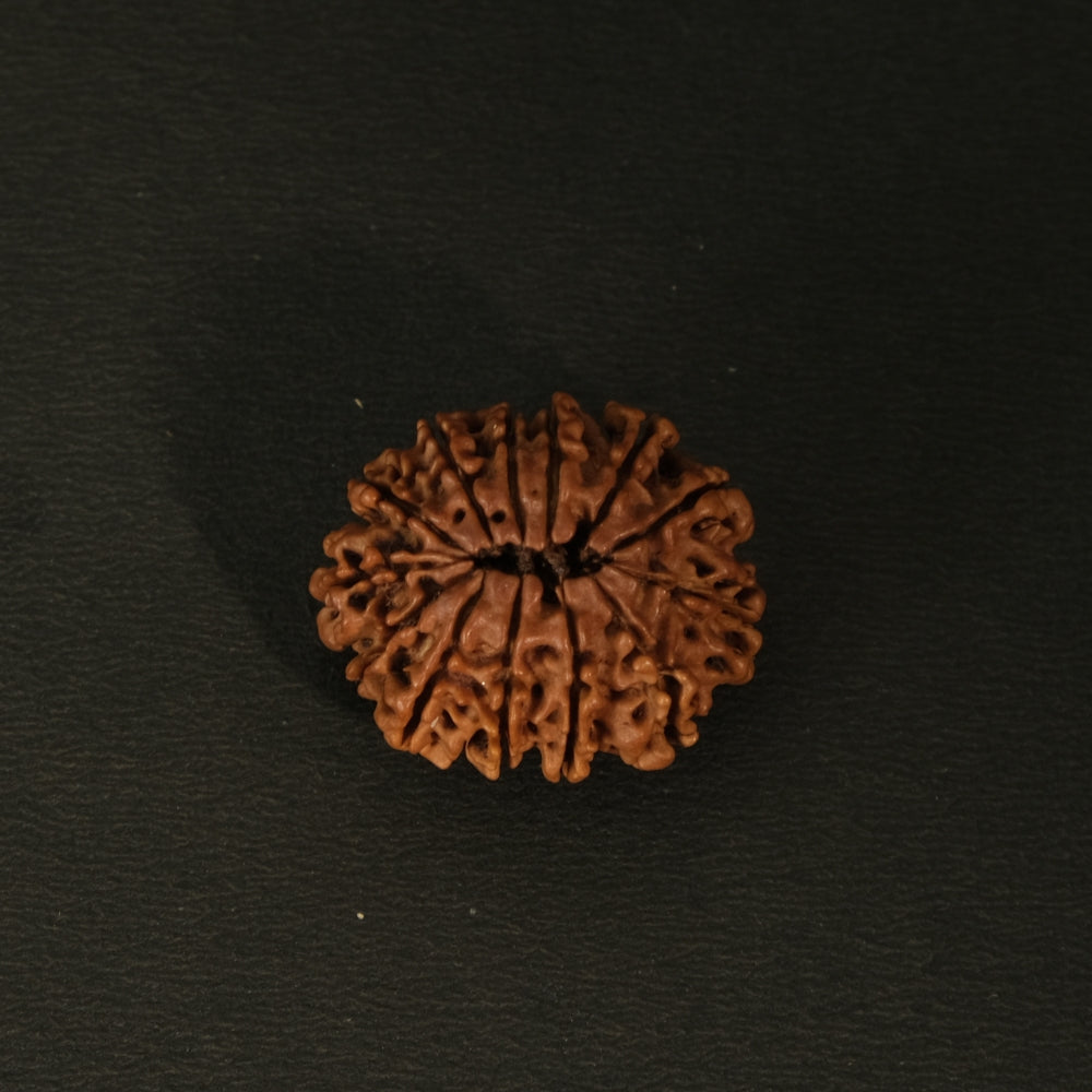13 Mukhi Nepali Rudraksha – Original Bead