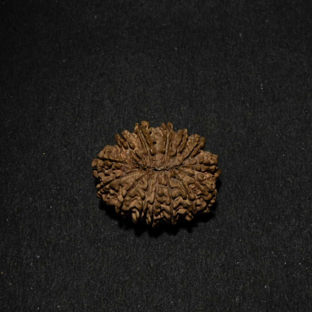 14 Mukhi Nepali Rudraksha – Original Bead