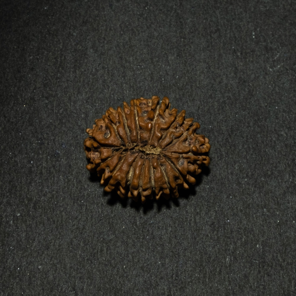 15 Mukhi Nepali Rudraksha – Original Bead