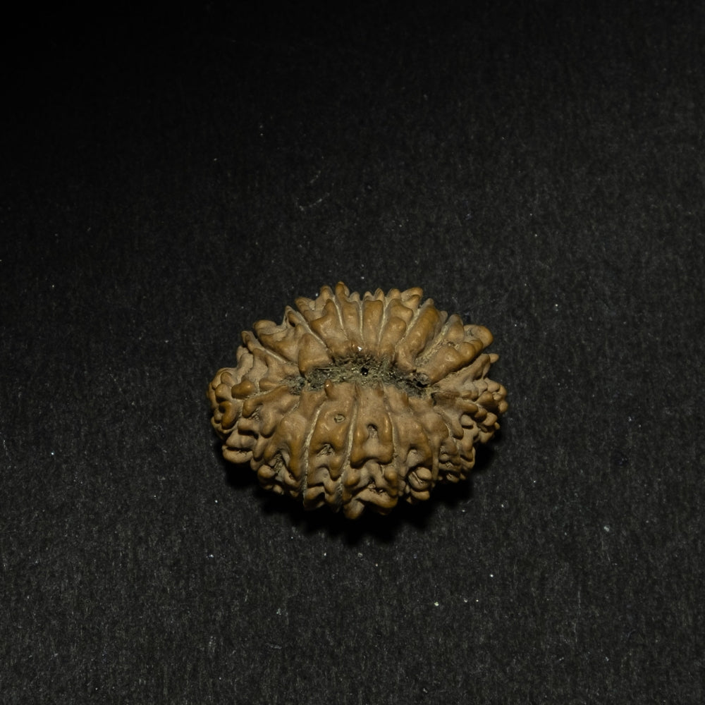 16 Mukhi Nepali Rudraksha – Original Bead