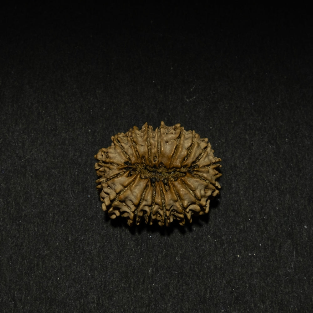 17 Mukhi Nepali Rudraksha – Original Bead