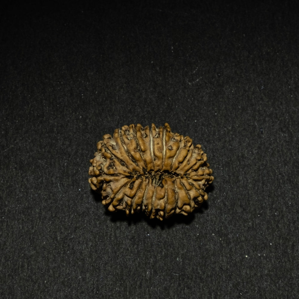 18 Mukhi Nepali Rudraksha – Original Bead