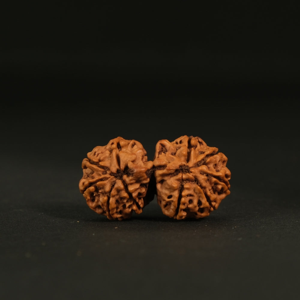Gauri Shankar Rudraksha – Original Nepali Bead