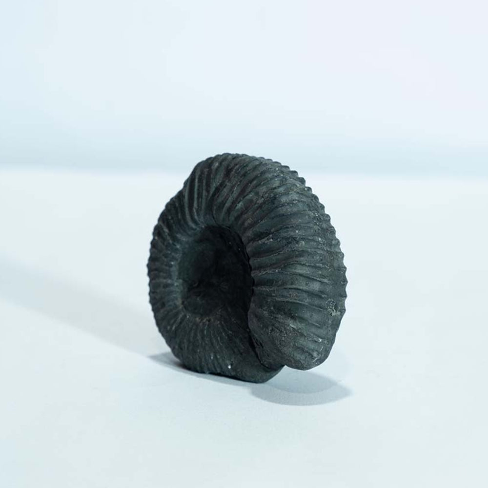 Varaha Shaligram - Shaligram