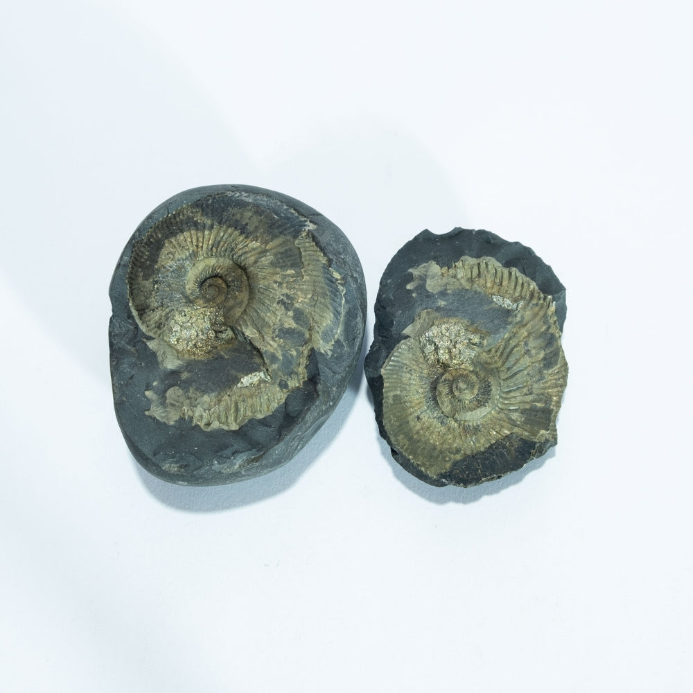 Laxmi Narayana Vigrah - 4inch/ 480gm - vishnu laxmi shaligram