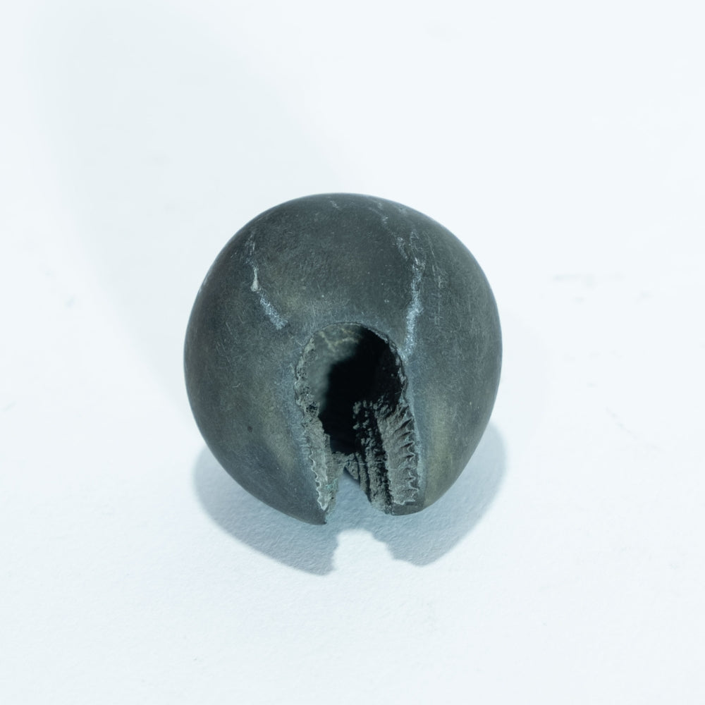 Varaha Laxmi - 1.5inch/ 40gm - vishnu laxmi shaligram