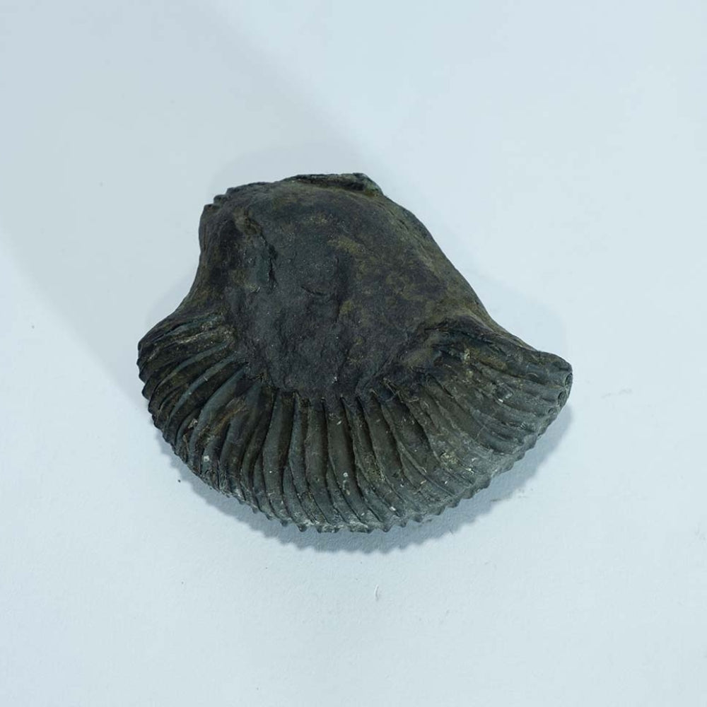 Kalki Shaligram - Shaligram