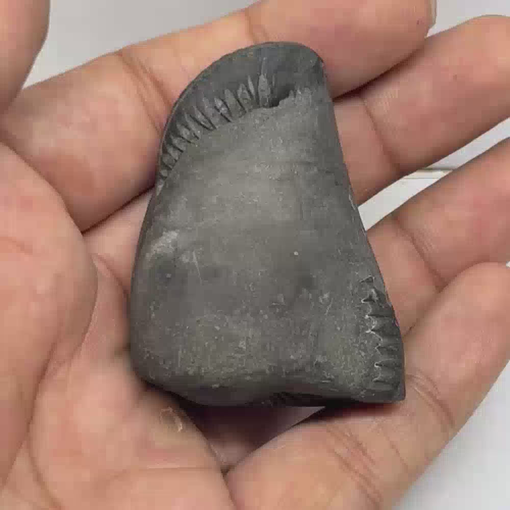 Laxmi Narayana Sita Ram Shaligram 4Chakras-M26(2Inch/55gm)