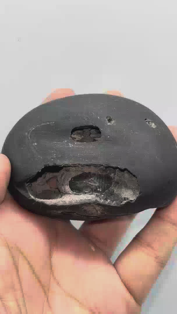 Sheshnaag Laxmi Narsimha Sita Ram Shaligram 4Chakras-M21(3Inch/255gm)