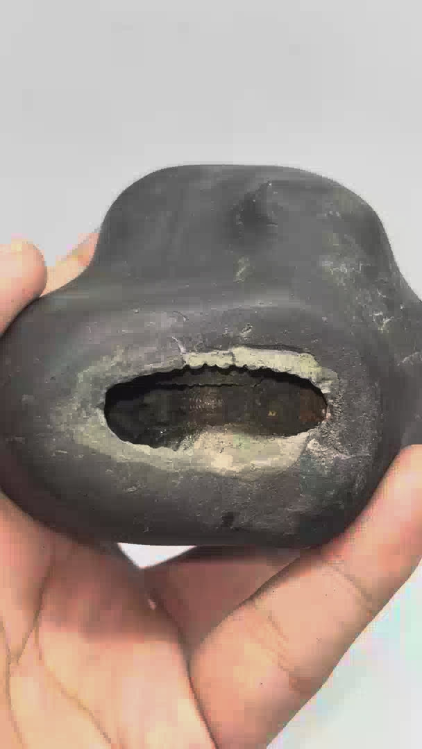 Golden Laxmi Narayana Sita Ram Shaligram 4Chakras-M19(4Inch/400gmn)