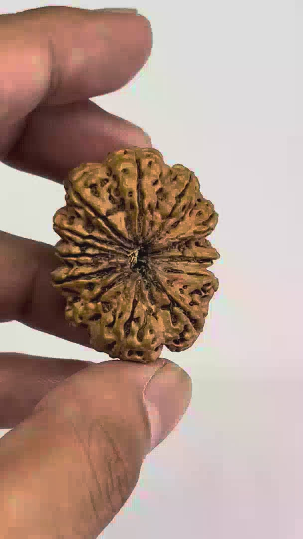 12 Mukhi Rudraksha- Full Seed (34.16mm/7.010gm)