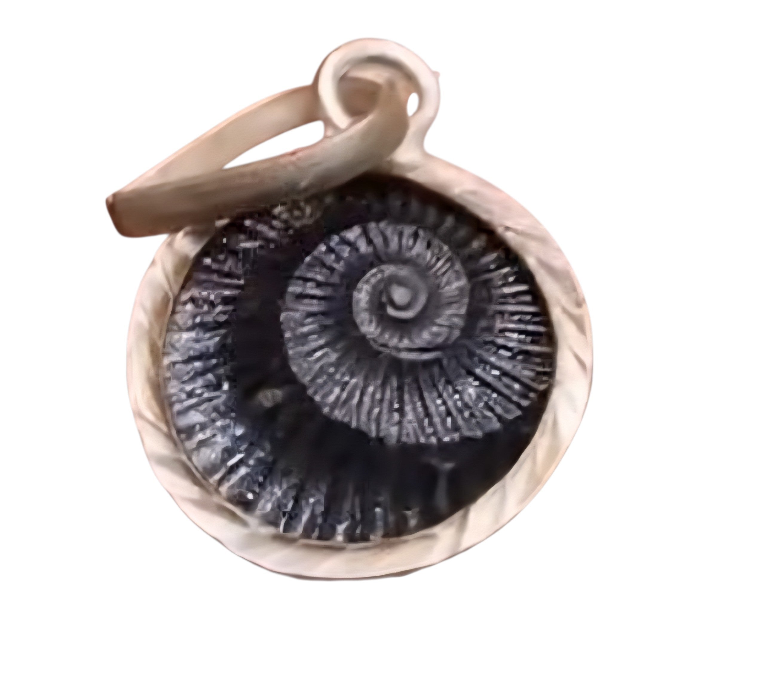 Sudershan Shaligram Pandent (Silver)