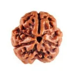 3 Face(Mukhi) Rudraksha