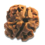 2 Face(Mukhi) Rudraksha