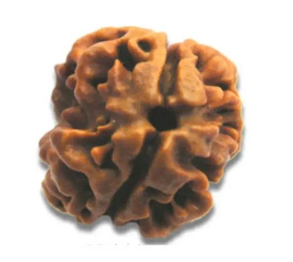 2 Face(Mukhi) Rudraksha